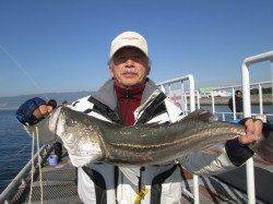 尼崎市立魚つり公園　エビ撒きの調子上向き、ズボ釣りでスズキ74.5cmも！