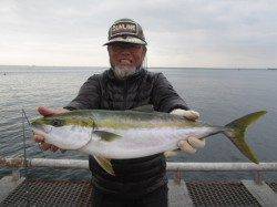 尼崎市立魚つり公園エビ撒き釣り　セイゴ入れ食い状態！一発大物の期待も大