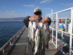 尼崎市立魚つり公園　セイゴ今日も超高活性　エビ撒きハネ釣りするなら今！