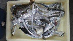 芳養（はや）堤防でタチウオ15匹とカマス・タカノハ・グレ・メアジ