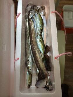 おのころ裏　夕方はサビキでアジ　夜はウキ釣…