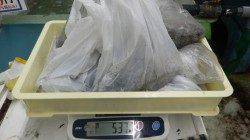 白浜町の日置地磯でエギング　アオリイカ８杯で５.4kg