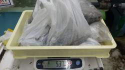 白浜町の日置地磯でエギング　アオリイカ８杯…