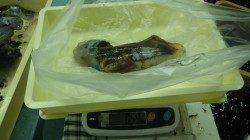 日置　志原の地磯にてヤエンでアオリイカ4ハイ