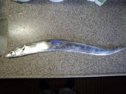 早朝ワインドで太刀魚を狙いに岸和田の波止へ…