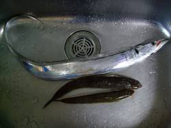 大津川尻（忠岡高場）にて釣行　ジグでタチウ…