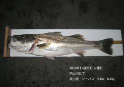 円山川にてランカーがヒット　シーバス93㎝…