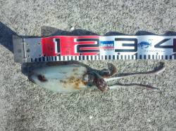 大蔵海岸にアオリイカ狙いでエギング釣行