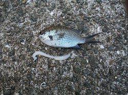 有田の漁港へサビキとエギングに行ってきました