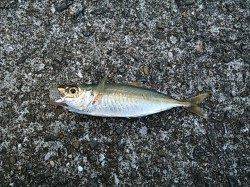 有田の漁港へサビキとエギングに行ってきました