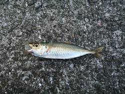 有田の漁港へサビキとエギングに行ってきまし…