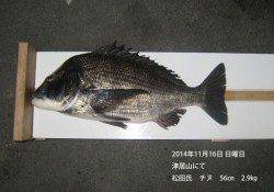 津居山にてチヌ56㎝・2.9㎏！