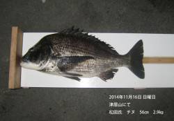 津居山にてチヌ56㎝・2.9㎏！