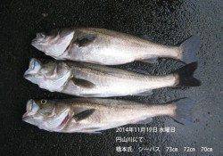 円山川にてシーバス　73㎝・72㎝・70㎝の良型3本！