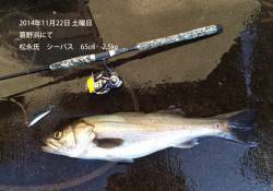 葛野浜にてシーバス65㎝・2.5㎏