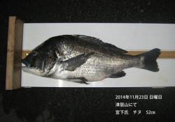 【23日】津居山にてチヌ　52㎝