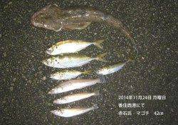 香住西港にてマゴチ42㎝