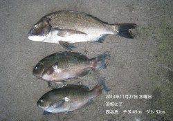 浜坂にて良型チヌとグレの釣果