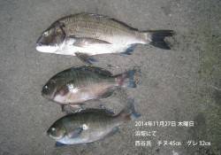 浜坂にて良型チヌとグレの釣果