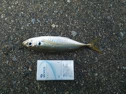 栖原にサビキ釣行　いいサイズのアジが釣れま…