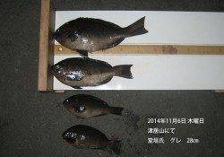 津居山にてグレの釣果