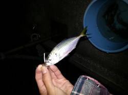 岡田浦漁港　メバリング調査は１投目からバイ…