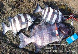 柴山にてイシダイ52cmを頭に3枚