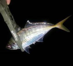 舞洲　雨天で空いたポイントでアジング