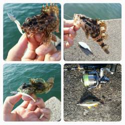 戸坂・塩津漁港　日中からのライトゲームで5…