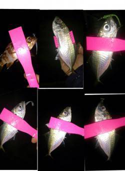 由良　雨天のアジング釣行も色々なポイントで…