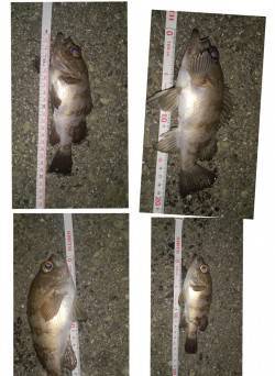 洲本　浮遊桟橋の際でアジ＆メバルがヒット