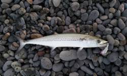 煙樹ヶ浜　日の出時刻にショアジギングでタチ…