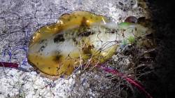 新井崎　エギングでアオリイカ、朝マヅメ狙い…