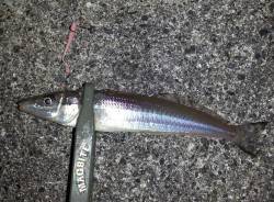 舞洲　軽めのJHのスプリット仕様で沖のボト…