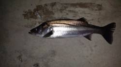 大阪南港シーバス　ショートバイトを食わせて…