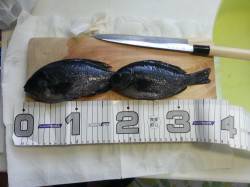 平磯海づり公園　カゴ釣りで昼前に本命グレ！…