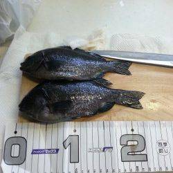 平磯海づり公園　カゴ釣りで昼前に本命グレ！潮の動きが複雑すぎました…