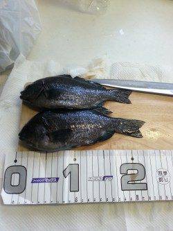 平磯海づり公園　カゴ釣りで昼前に本命グレ！潮の動きが複雑すぎました…