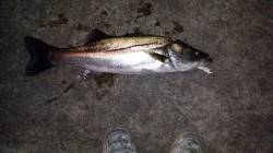 大阪南港　夜9時からのシーバス狙いは7本の…