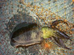 天神崎　ヤエンでのアオリイカ狙いは粘った末…