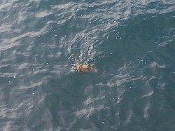 和歌山円月島前にてヤエンでアオリイカ　７戦６勝１敗の好成績でした