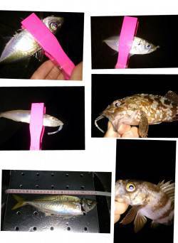 神戸〜明石アジングランガン　色々な魚種が釣れました！