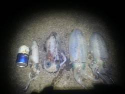 和歌山天神崎にてヤエン釣り　1140gを頭…