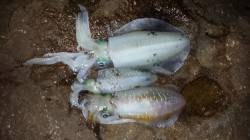 白浜エリアにエギング釣行　サイズもよくなっ…