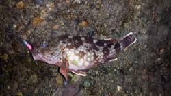 本荘人工島　久しぶりのメバリングはガシラの…