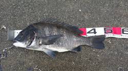 雨の中夢洲にフカセ釣行♪　満潮前後の時合で…