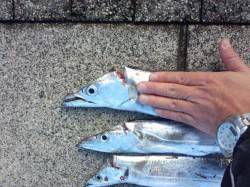 春木ベランダにてワインド　F4強97cmの…