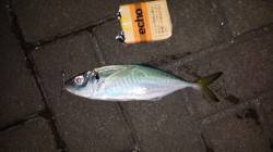 大阪南港周辺アジング　ダートでリフト後のフ…