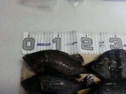 平磯海づり公園　六番でメバル・サンバソウな…