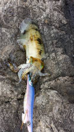 高浜周辺のポイントで朝まづめにエギング、ア…